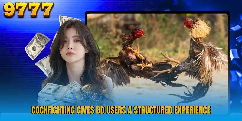 Cockfighting gives BD users a structured experience